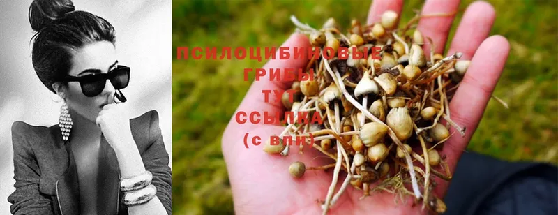 Псилоцибиновые грибы Psilocybe  Белокуриха 